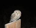 Čuk (otus scop&hellip;