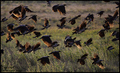 Vrana (Corvus &hellip;