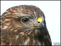 Škanjac (Buteo&hellip;