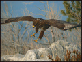 Škanjac (buteo&hellip;