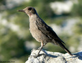 Modrokos (Mont&hellip;