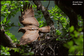 Škanjac (Buteo&hellip;