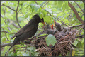 Kos  (Turdus m&hellip;