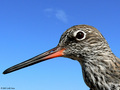 Crvenonoga pru&hellip;