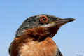 Bjelobrka grmu&hellip;
