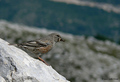 Alpski popić (&hellip;