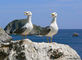 Galeb klaukava&hellip;