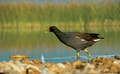 Mlakuša(gallin&hellip;