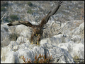 Škanjac (Buteo&hellip;