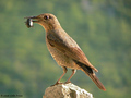 Modrokos (mont&hellip;
