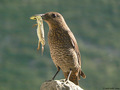 Modrokos (Mont&hellip;