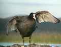 Liska (fulica &hellip;