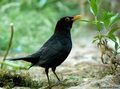 Kos (turdus me&hellip;