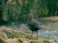 Kos (turdus me&hellip;