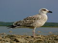 Galeb klaukava&hellip;