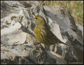 Žutarica-serin&hellip;