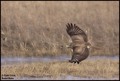 Škanjac (Buteo&hellip;