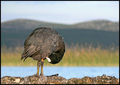 Liska (fulica &hellip;