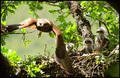 Škanjac (Buteo&hellip;