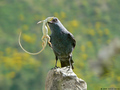 Modrokos (Mont&hellip;