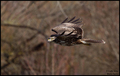Škanjac (Buteo&hellip;