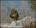Škanjac (buteo&hellip;