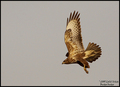 Škanjac (buteo&hellip;