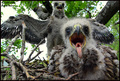 Škanjac (Buteo&hellip;