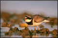 Charadrius hia&hellip;