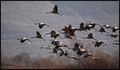 Ždral (grus gr&hellip;