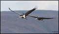 Ždral (grus gr&hellip;