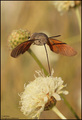 Golupka (Macro&hellip;