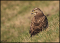 Škanjac (Buteo&hellip;