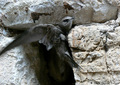 Siva ćiopa (ap&hellip;