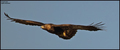 Suri orao (Aqu&hellip;