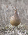 Fazan (Phasian&hellip;