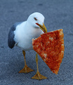 Galeb pizzolju&hellip;