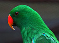 Papiguszelenus&hellip;