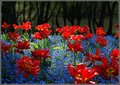 Tulipanci na B&hellip;