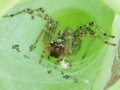 Itsy bitsy spi&hellip;