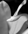 Magnolija Magn&hellip;