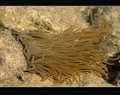 Anemonia sulca&hellip;