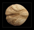 echinocardium &hellip;