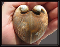 Isocardia cor &hellip;