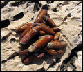 Lithophaga lit&hellip;