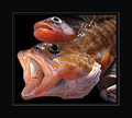 Serranus cabri&hellip;