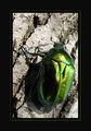 green metal ja&hellip;