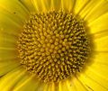 yellow little &hellip;