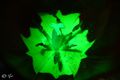 green tulipan.&hellip;