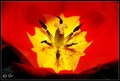 red,yellow&amp&hellip;